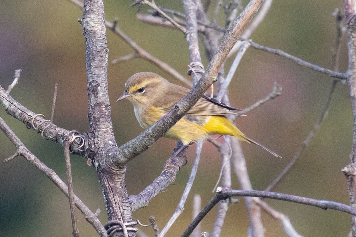 Palm Warbler (Western) - Xiaoni Xu