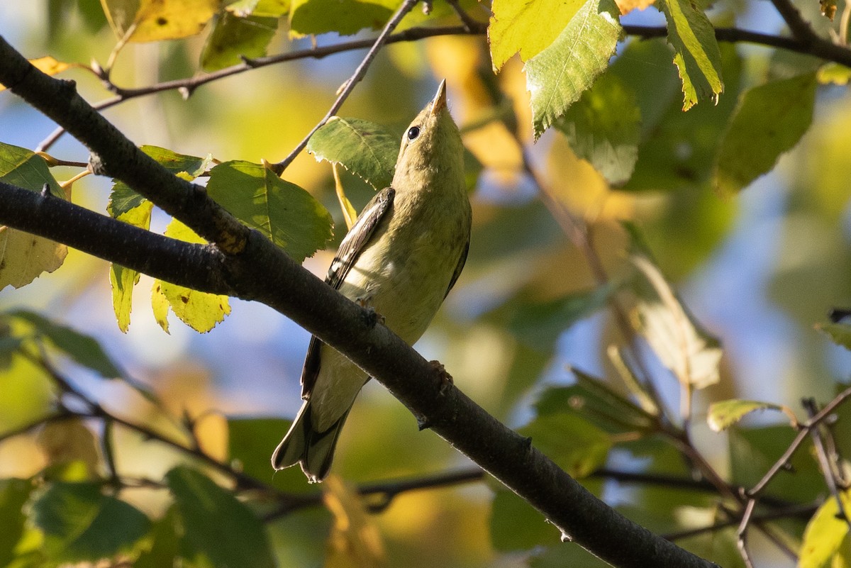 Bay-breasted Warbler - Xiaoni Xu