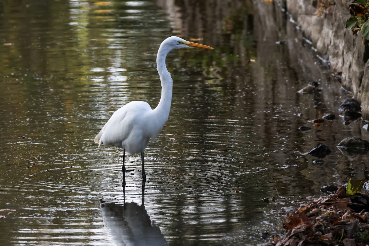 Great Egret - Mary Thurmond