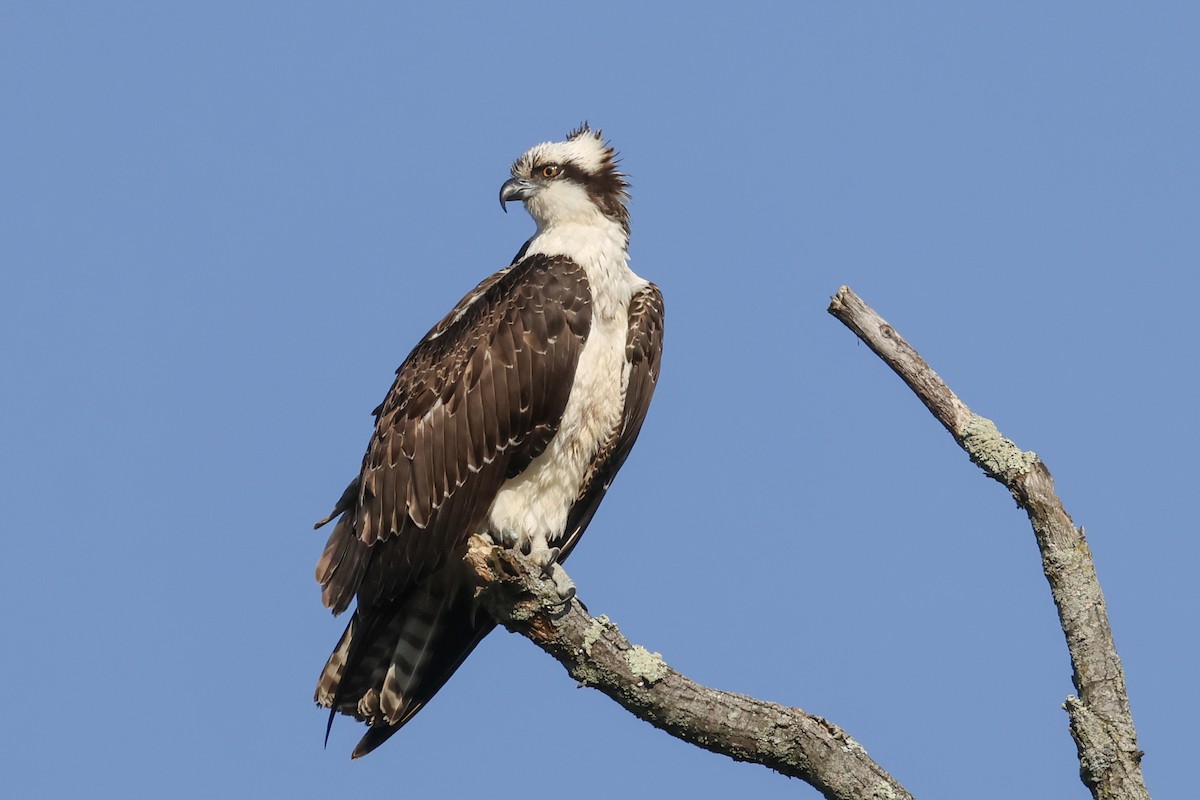 Osprey - ML624571599