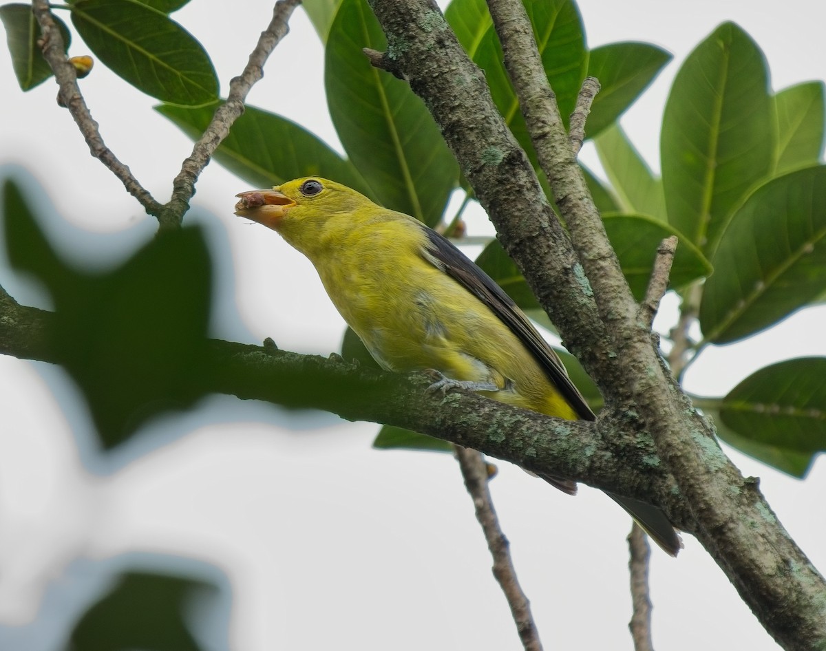 アカフウキンチョウ - ML624571602