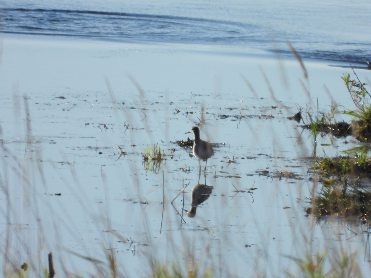 Greater Yellowlegs - Denis Provencher COHL