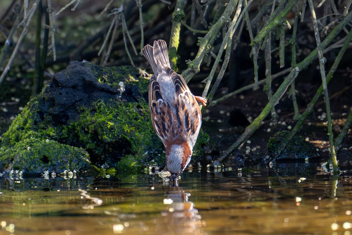 House Sparrow - ML624571617