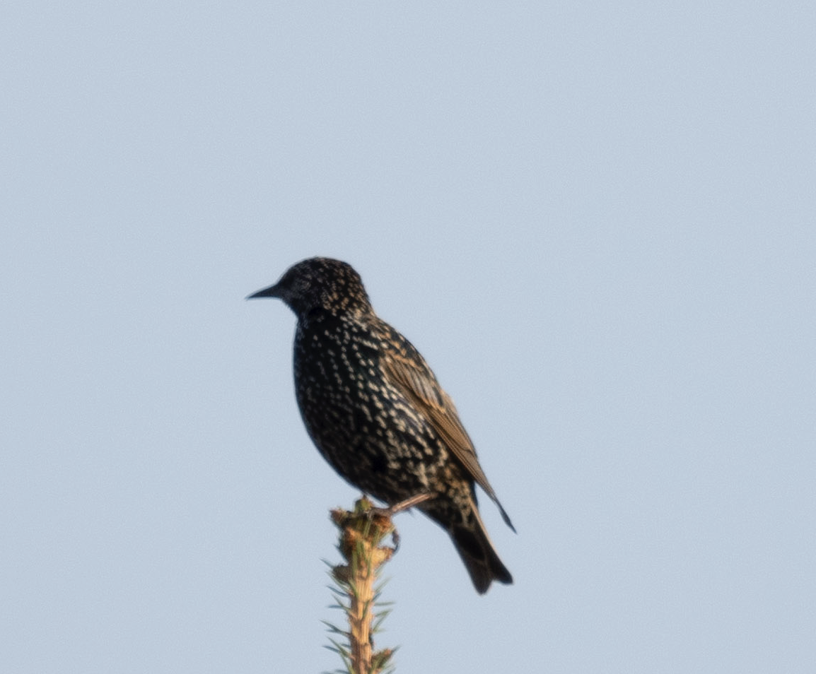 European Starling - ML624571629