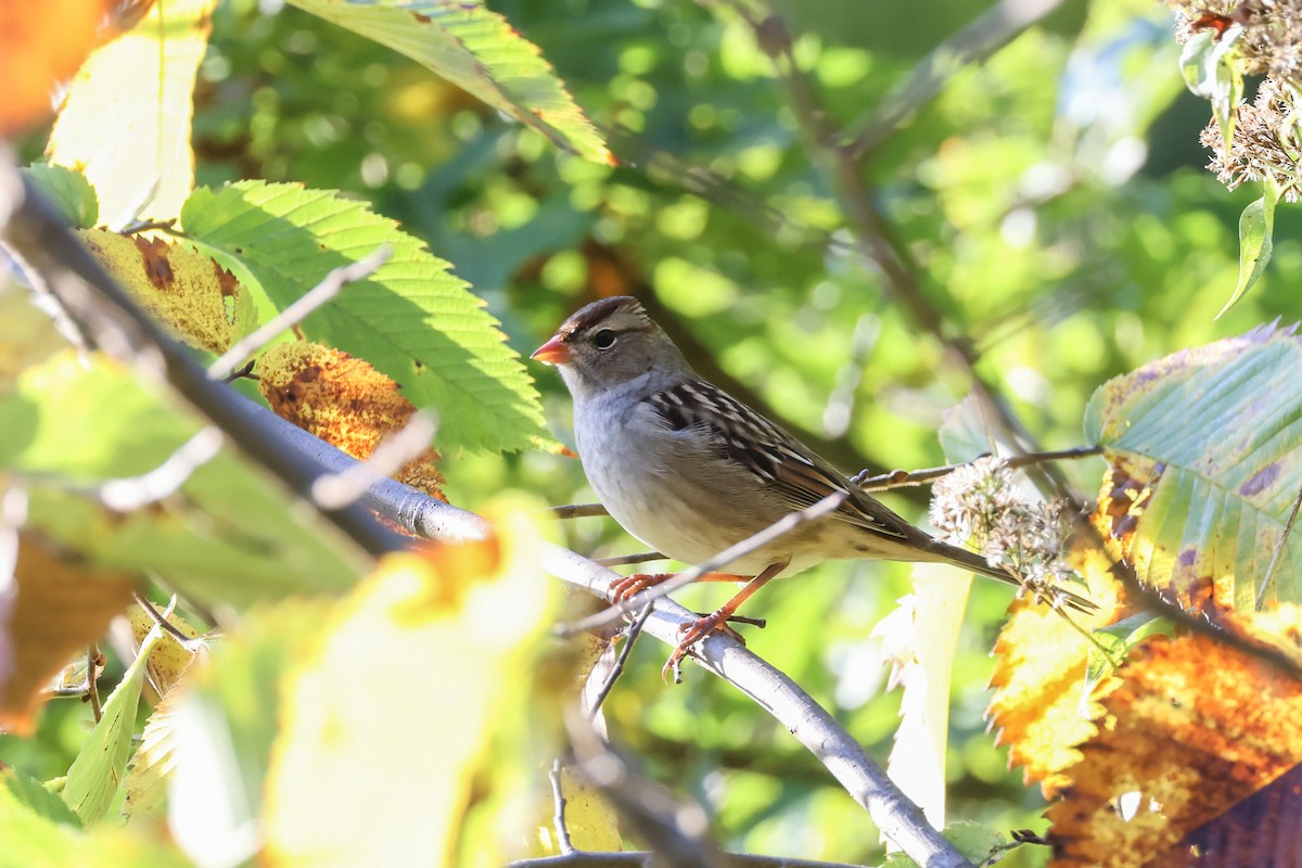 White-crowned Sparrow - ML624571630