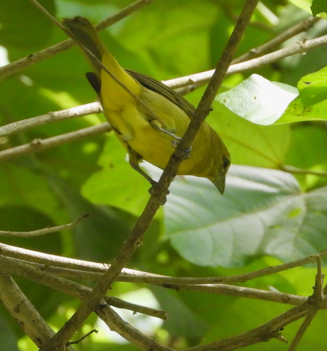 Hepatic Tanager - ML624571632