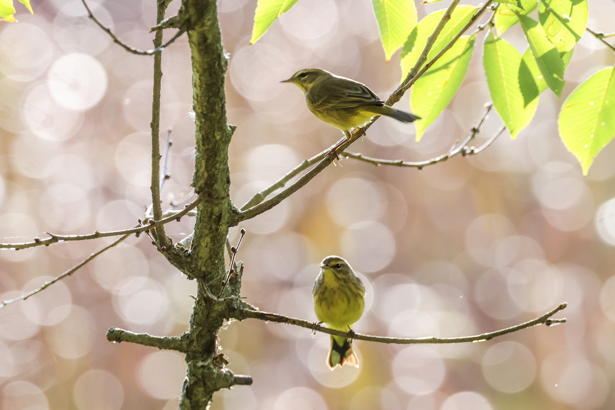 Palm Warbler - ML624571641