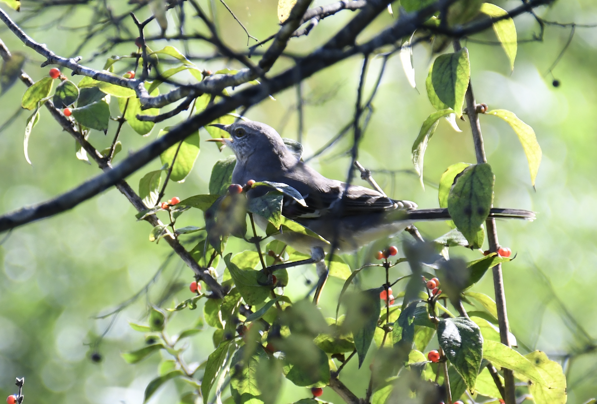 Northern Mockingbird - ML624571649