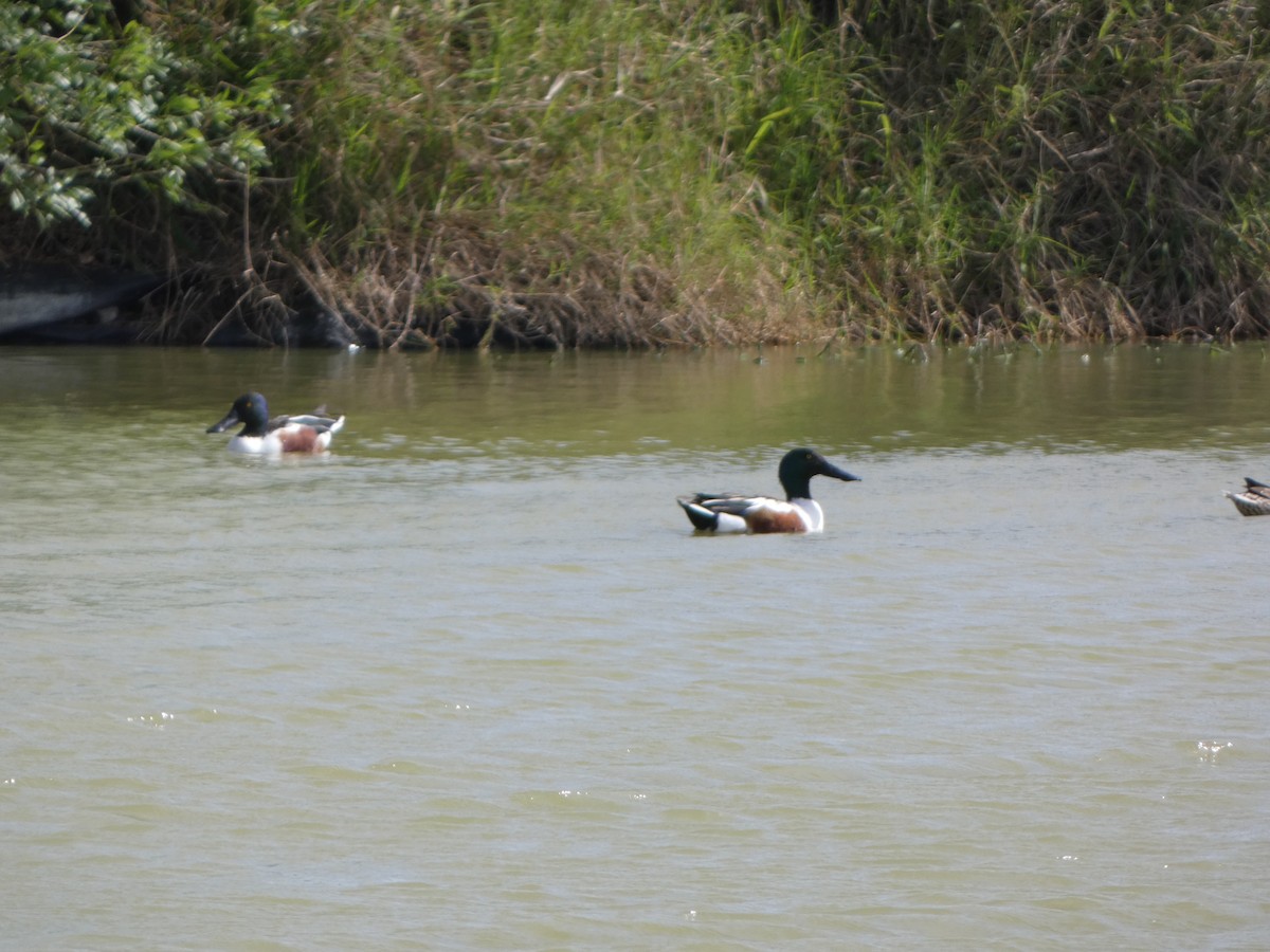 Northern Shoveler - Justin Reed