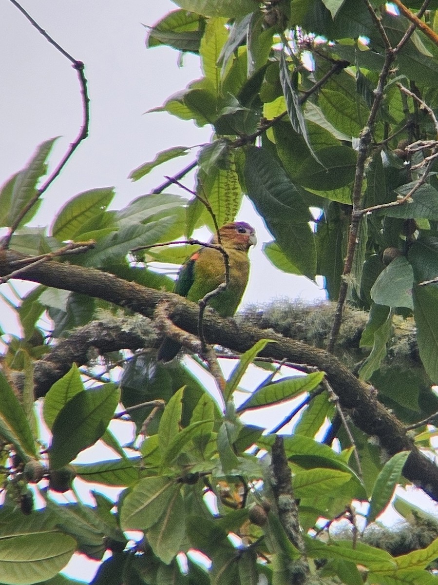 Rusty-faced Parrot - ML624571681