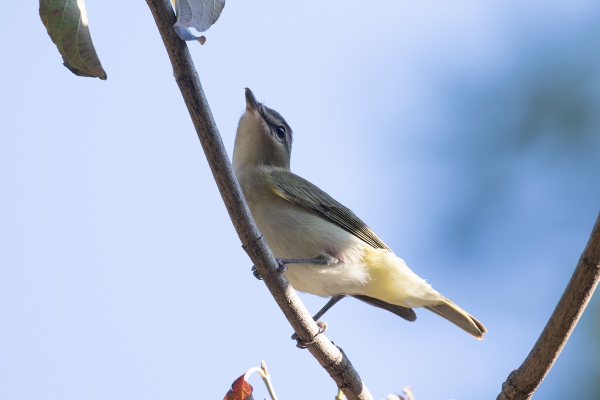 Red-eyed Vireo - ML624571682