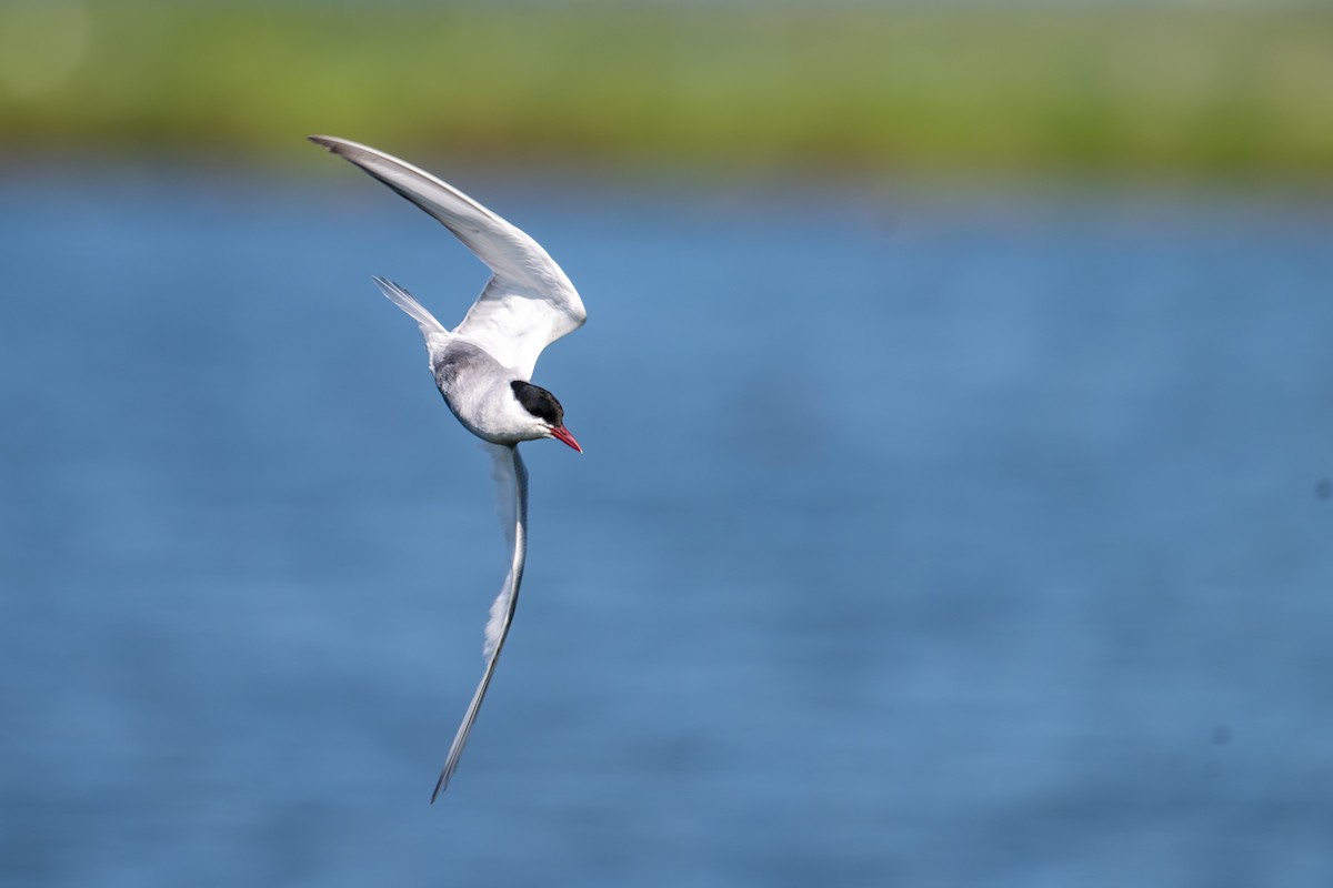 Whiskered Tern - ML624571696