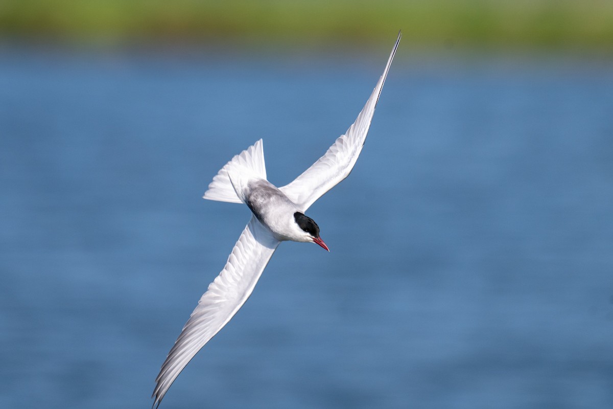 Whiskered Tern - ML624571697