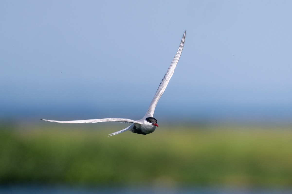 Whiskered Tern - ML624571699