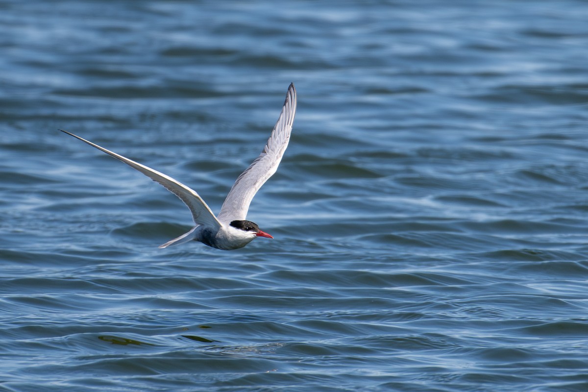 Whiskered Tern - ML624571700