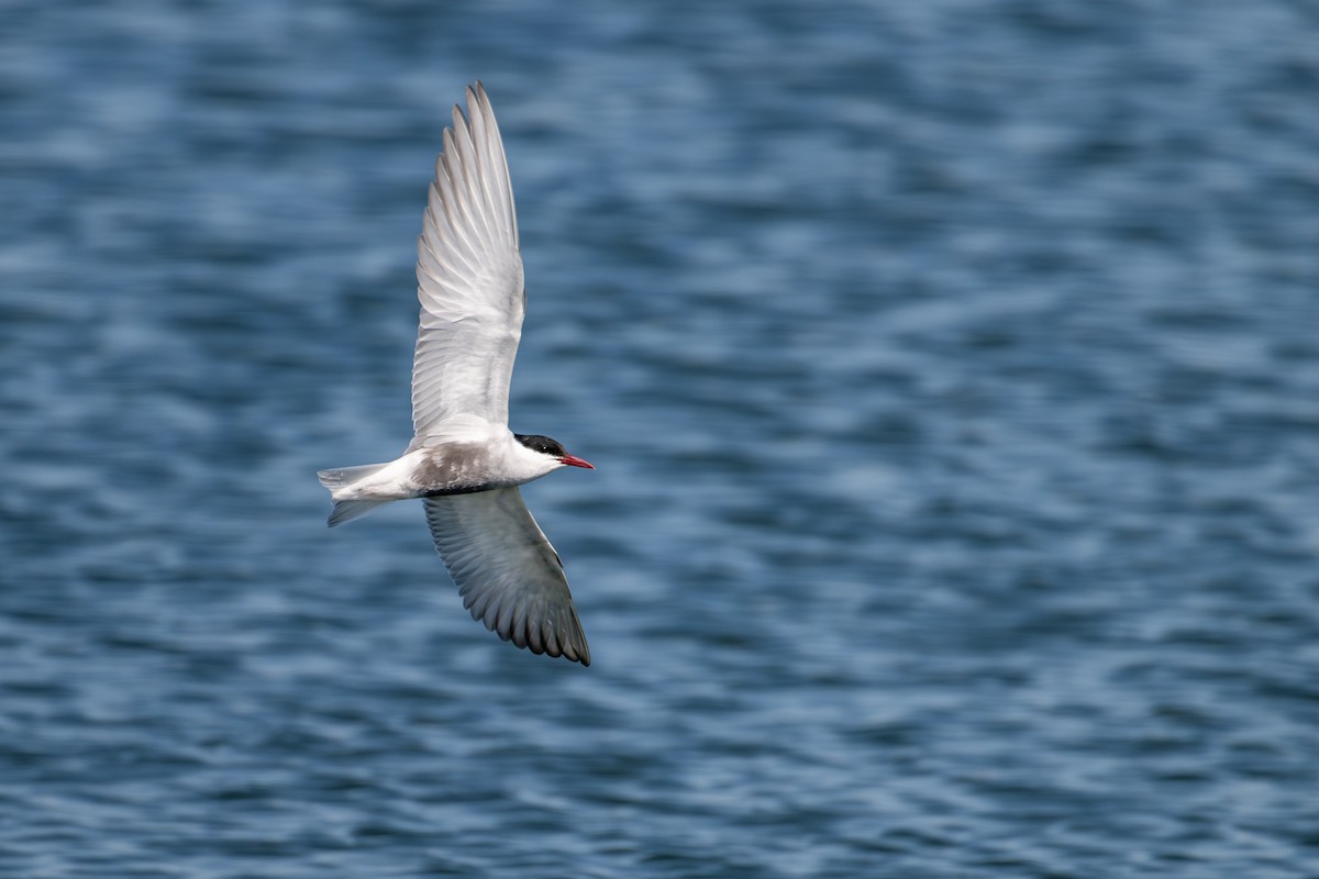 Whiskered Tern - ML624571701