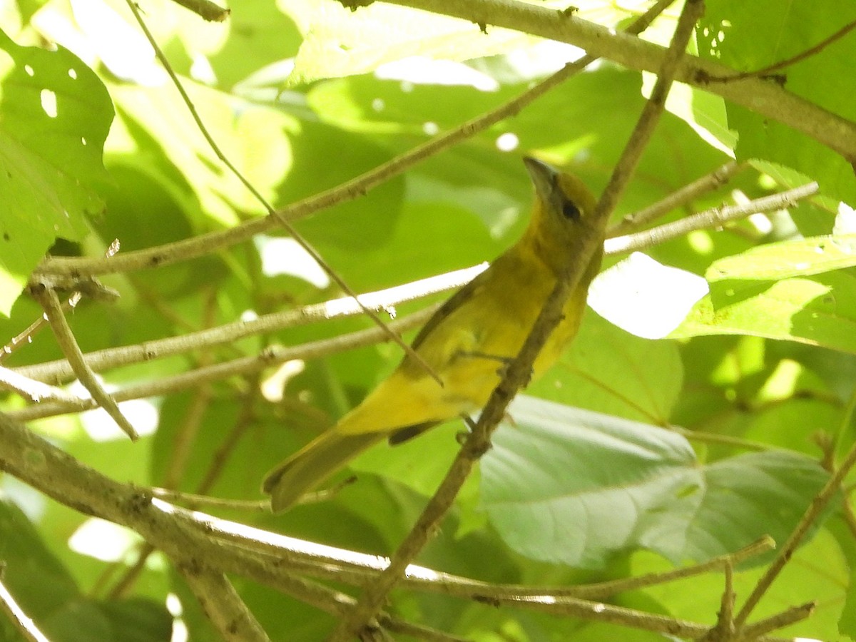 Hepatic Tanager - ML624571703