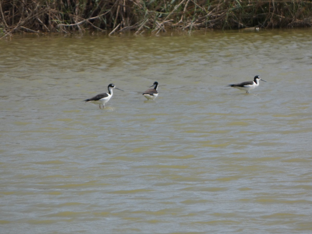 Schwarznacken-Stelzenläufer - ML624571705