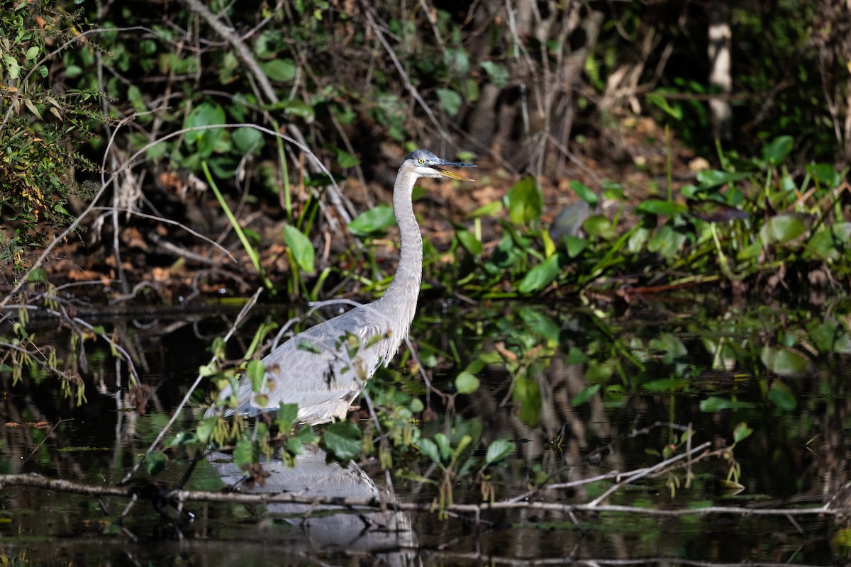 Great Blue Heron - ML624571711