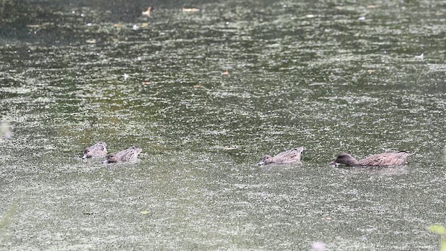 Green-winged Teal (American) - ML624571732