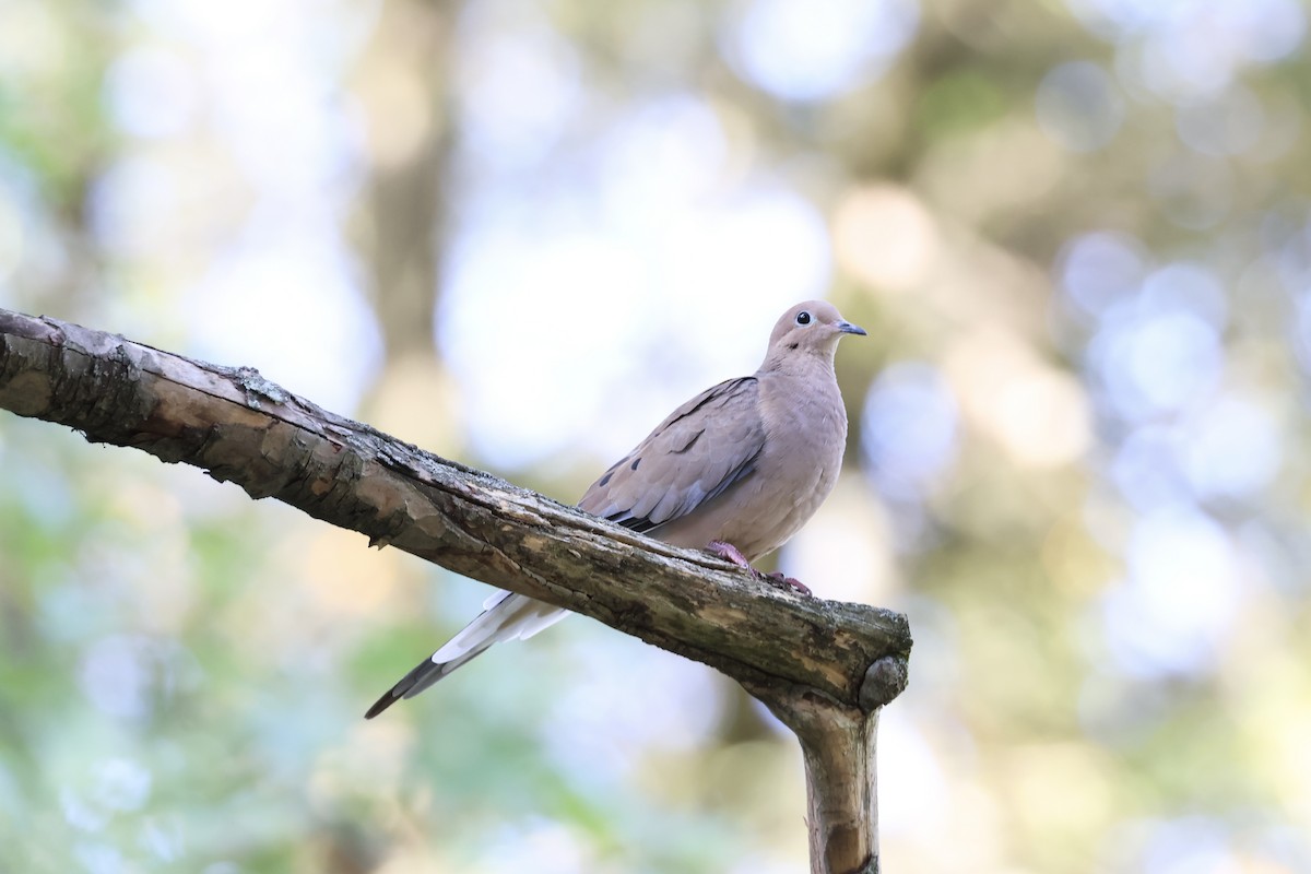 Mourning Dove - ML624571741