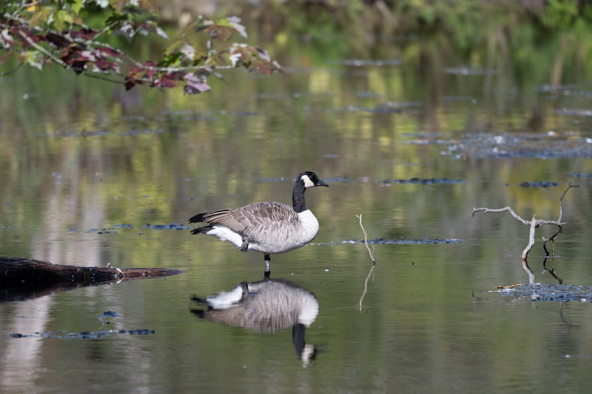 Canada Goose - ML624571744