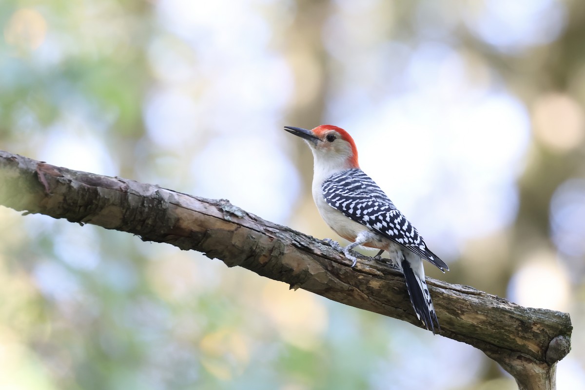 Red-bellied Woodpecker - Mary Thurmond