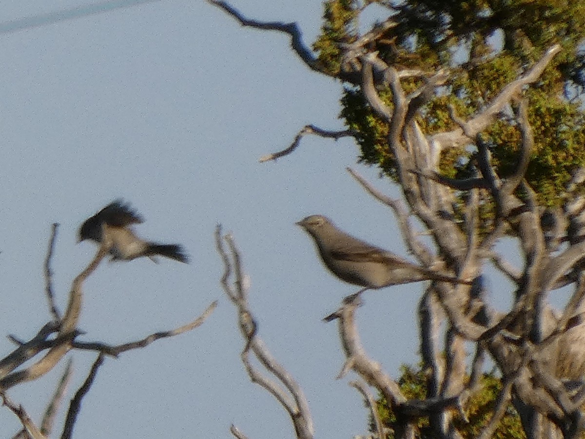 Townsend's Solitaire - ML624571751