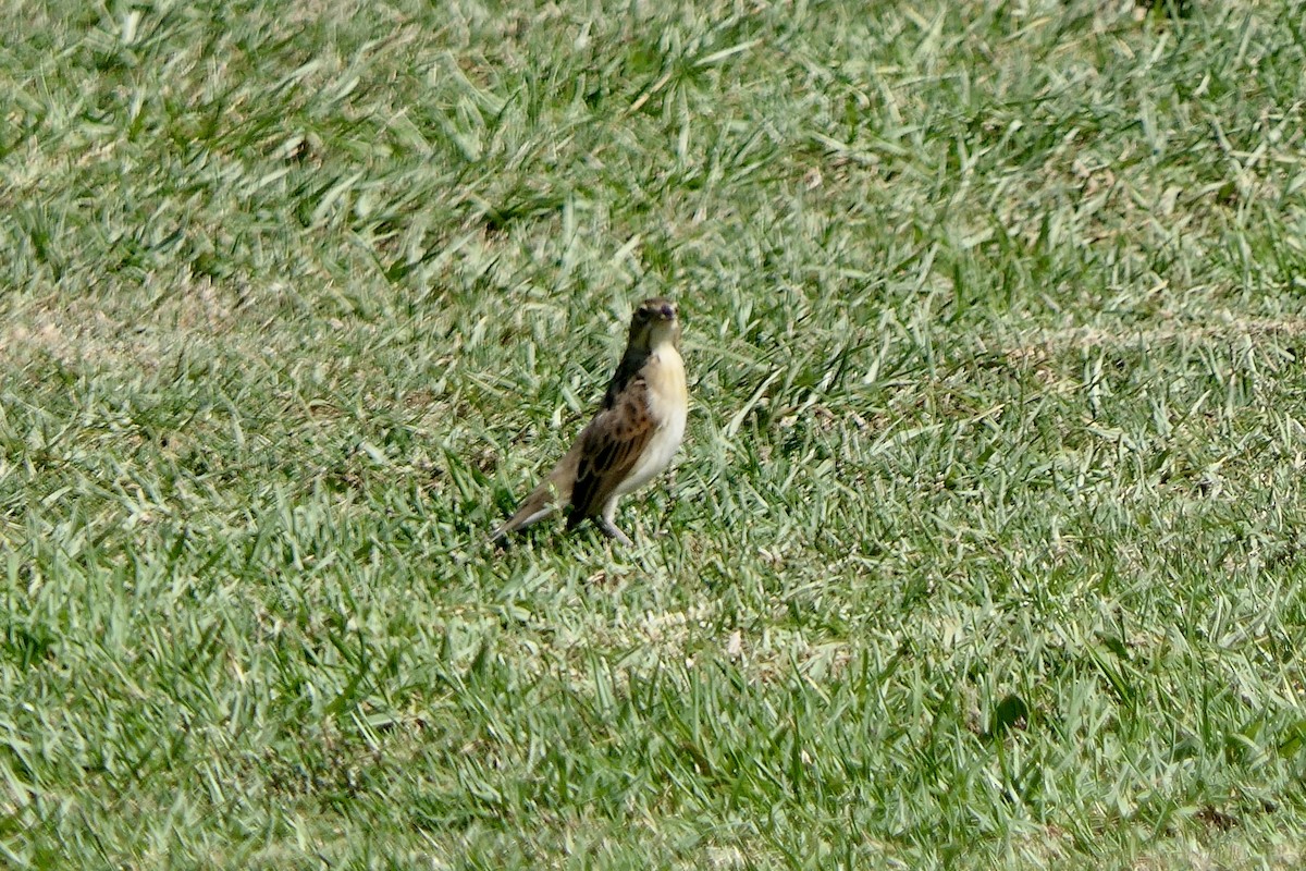 Dickcissel - ML624571756