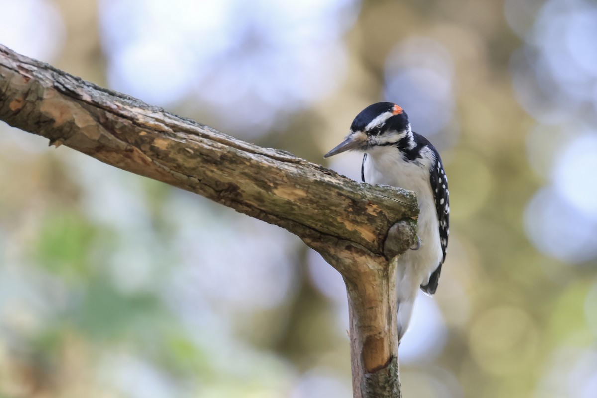 Hairy Woodpecker - ML624571759