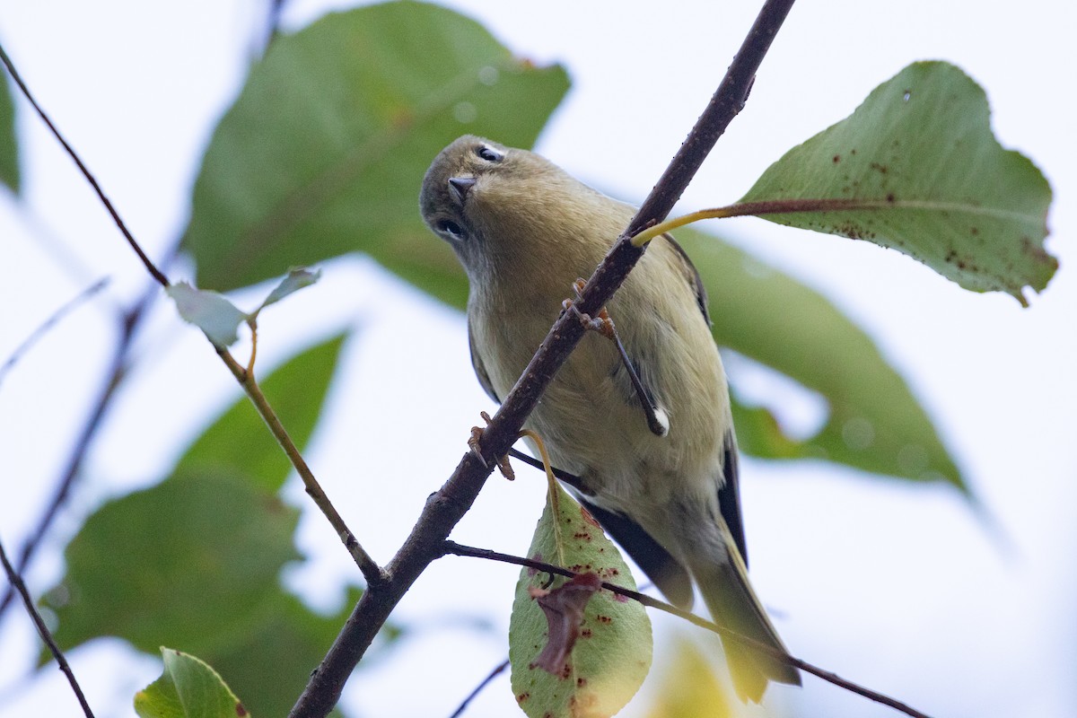 Ruby-crowned Kinglet - Xiaoni Xu