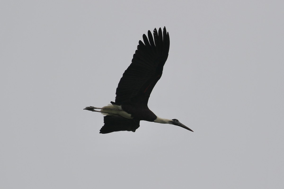 Asian Woolly-necked Stork - Sabrina Hepburn