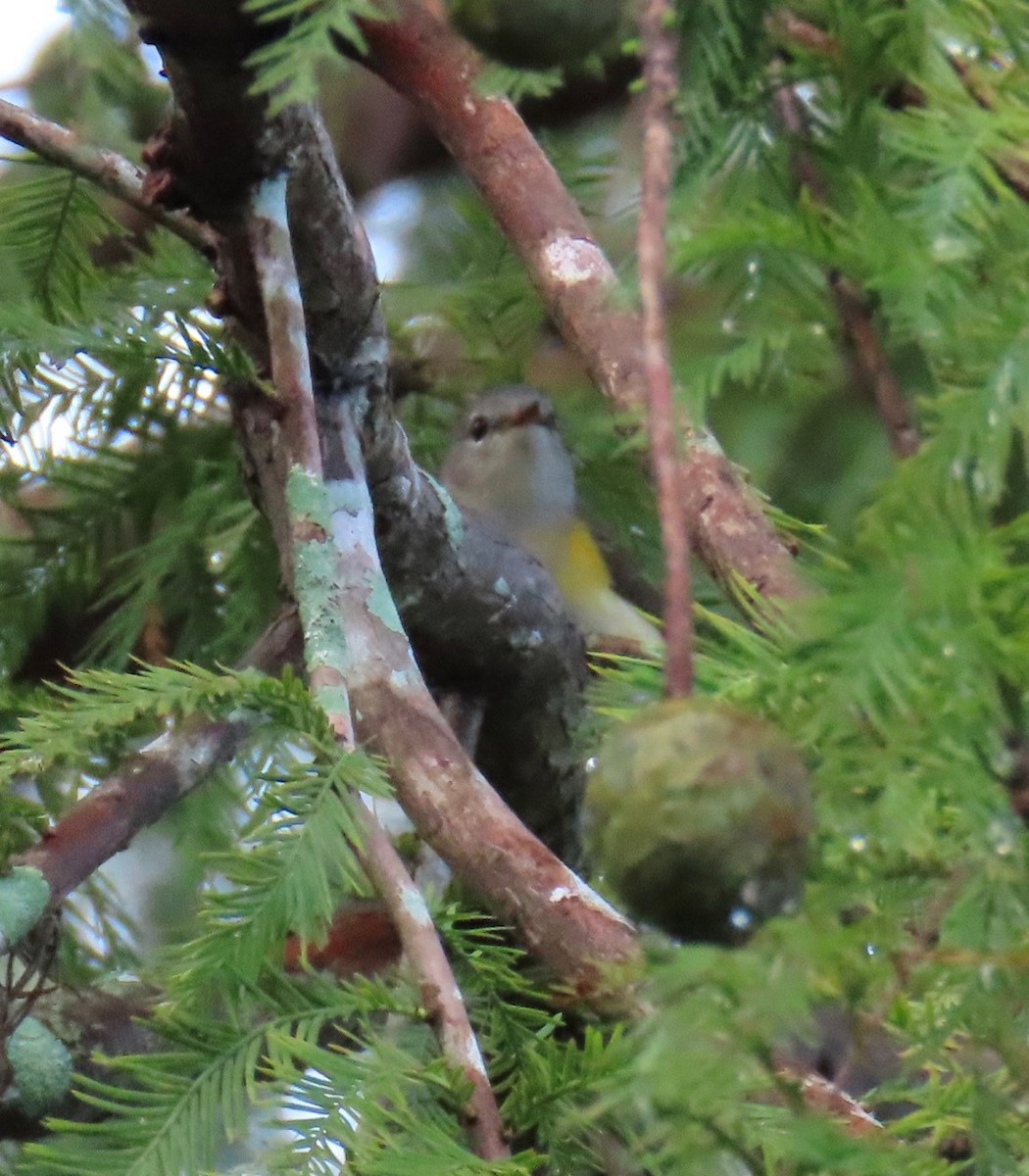 new world warbler sp. - ML624571762