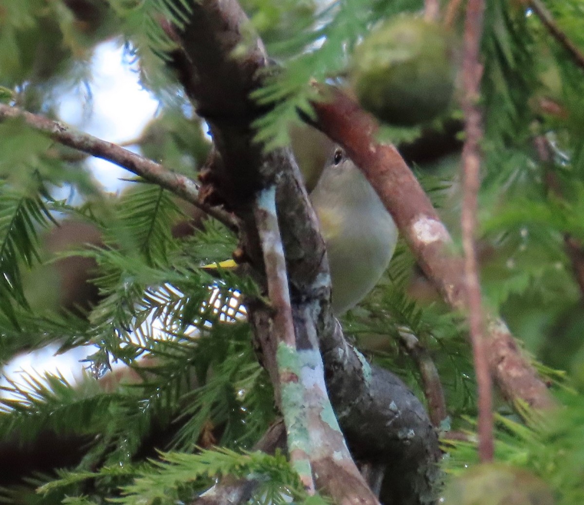 new world warbler sp. - ML624571763