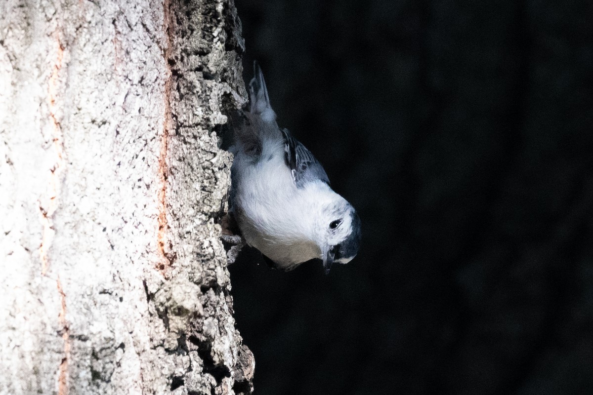 White-breasted Nuthatch (Eastern) - ML624571764