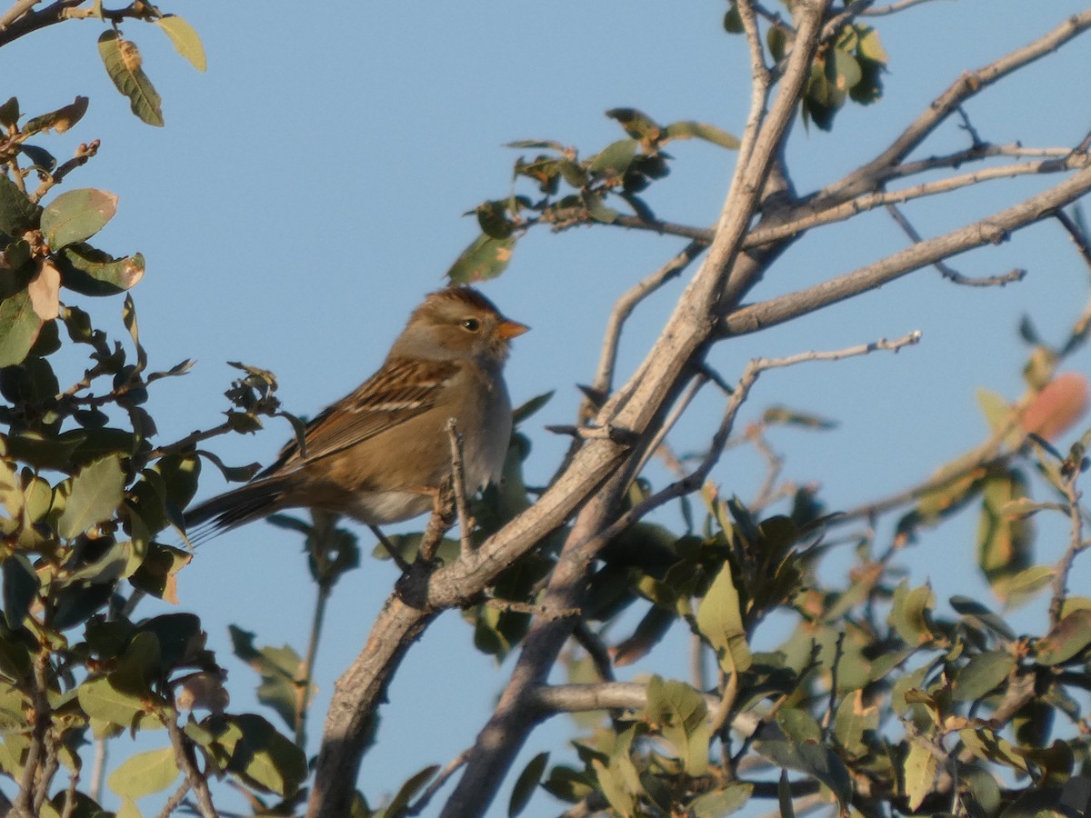 White-crowned Sparrow - ML624571767