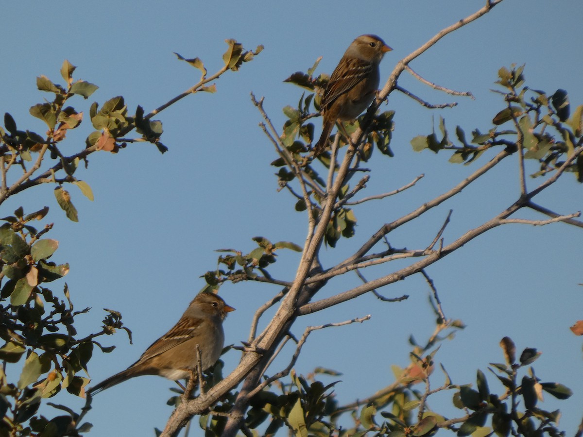 White-crowned Sparrow - ML624571768