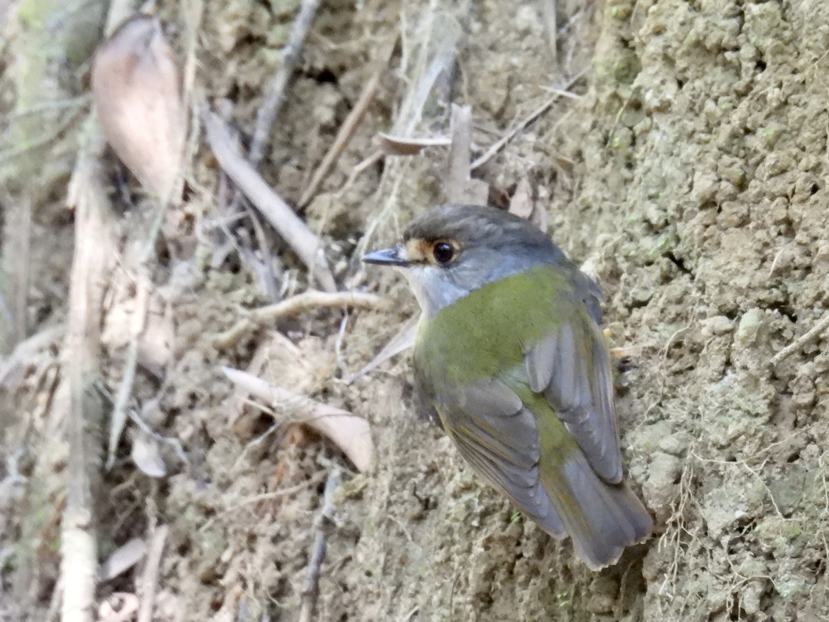 Pale-yellow Robin - ML624571769