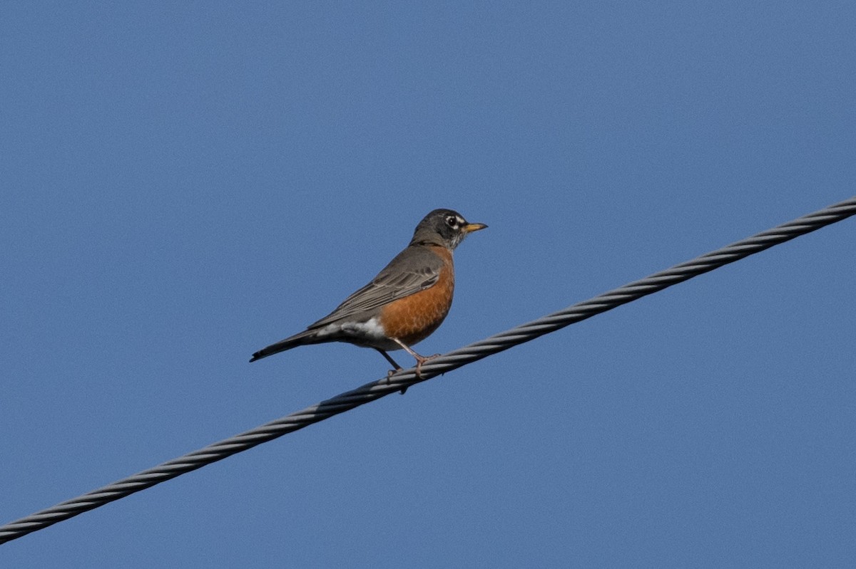 American Robin - ML624571770