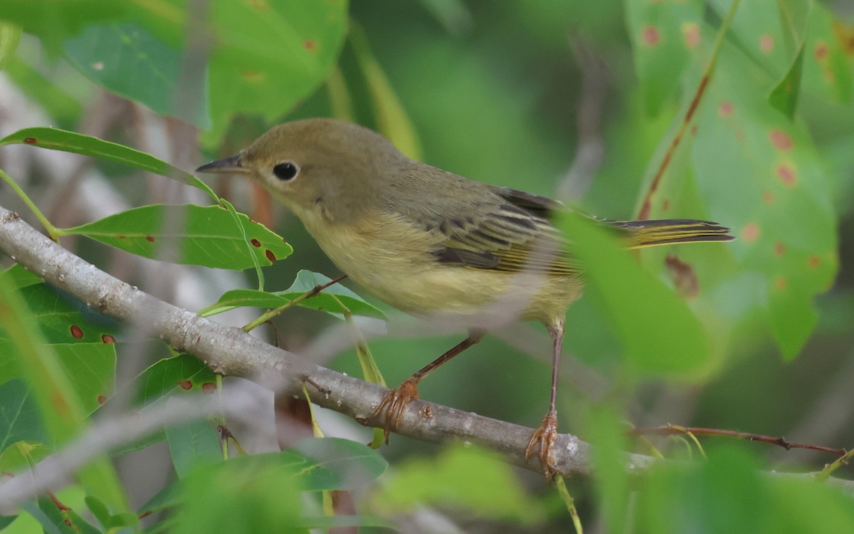 Yellow Warbler - ML624571772