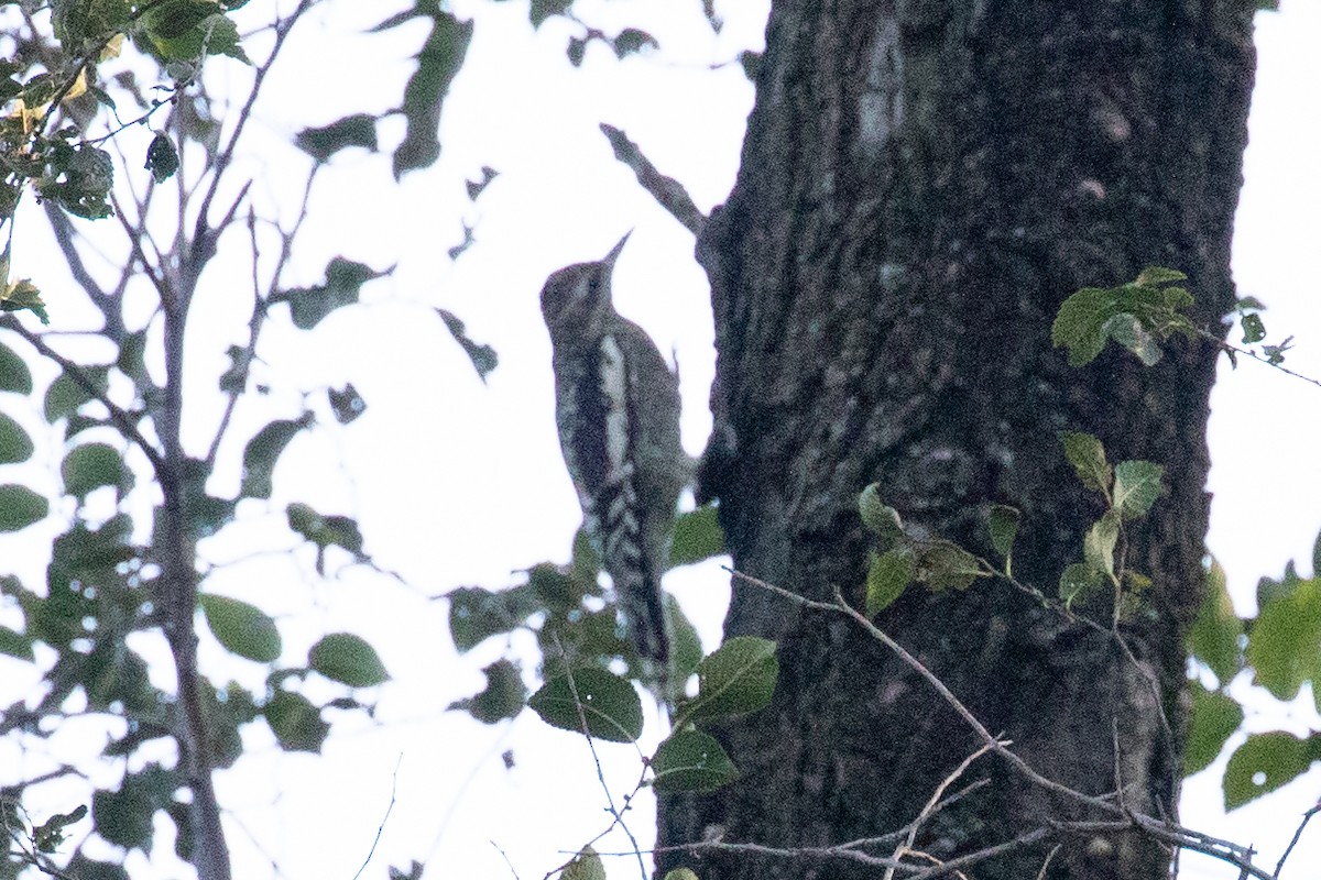 Yellow-bellied Sapsucker - ML624571773