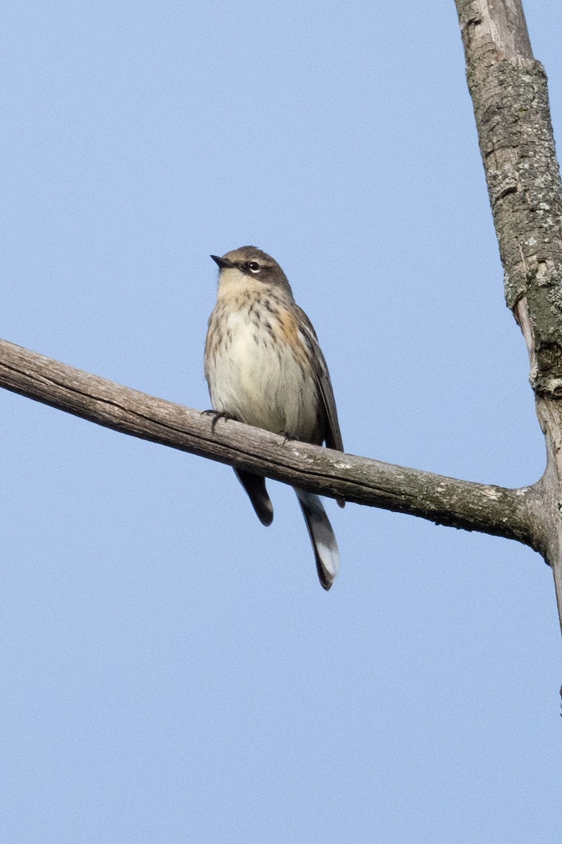 Yellow-rumped Warbler - ML624571778