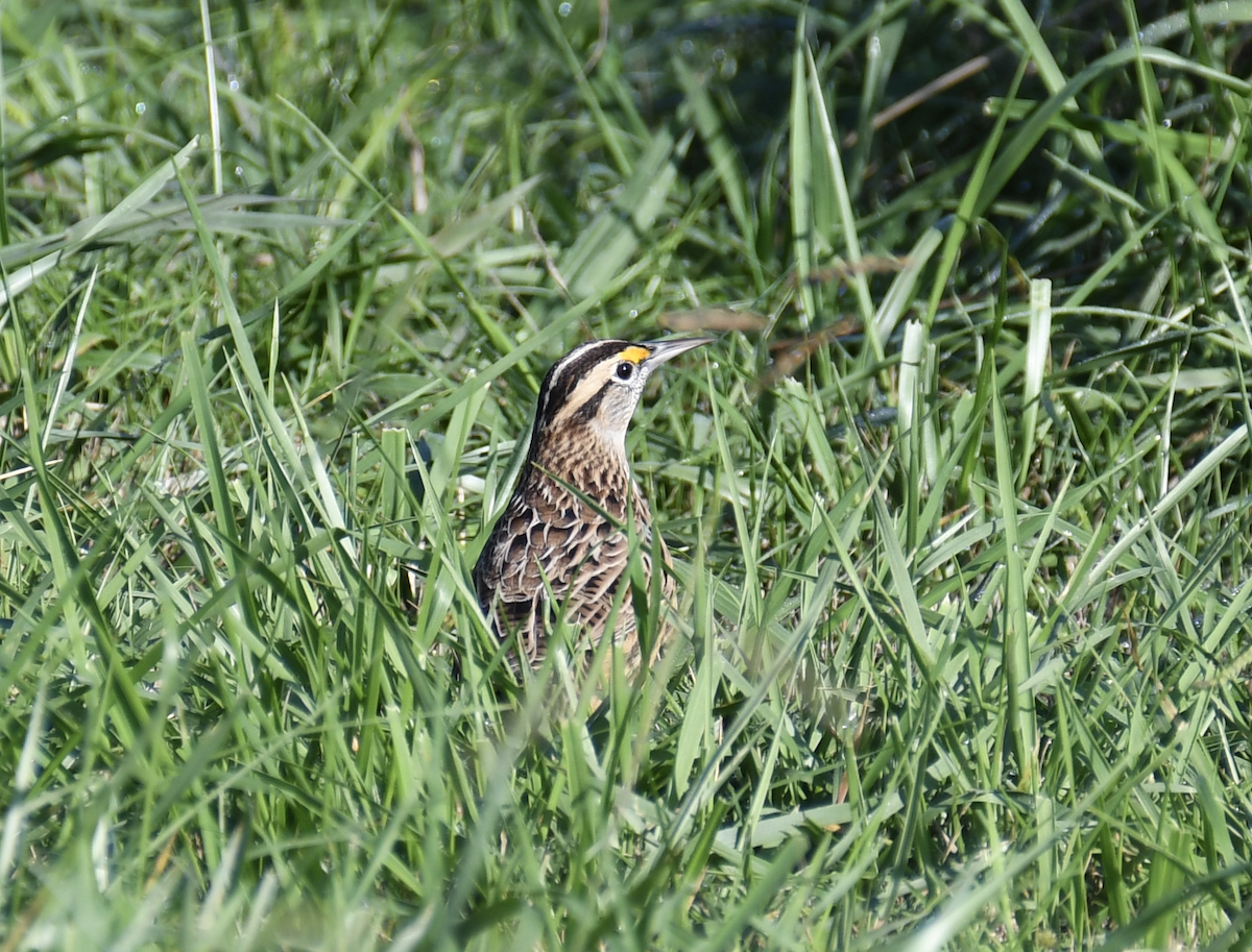 Eastern Meadowlark - ML624571779