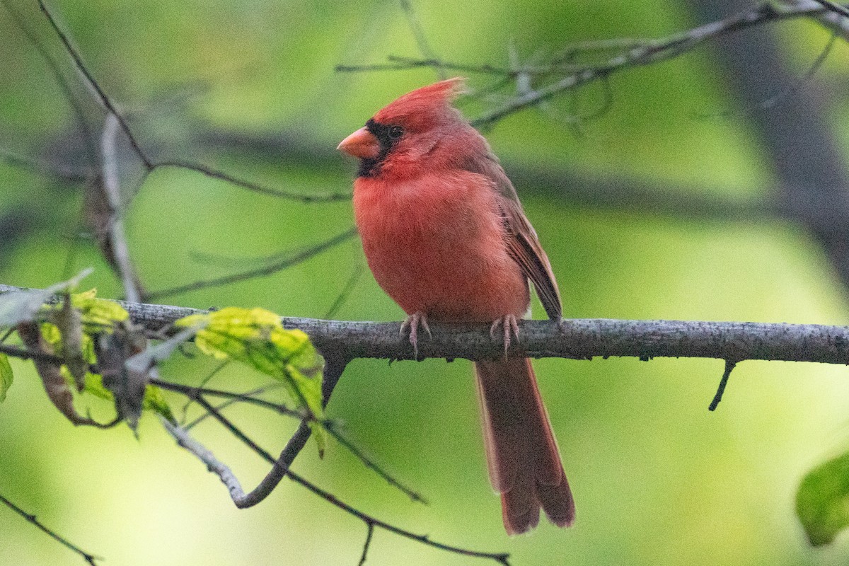 Northern Cardinal (Common) - ML624571783