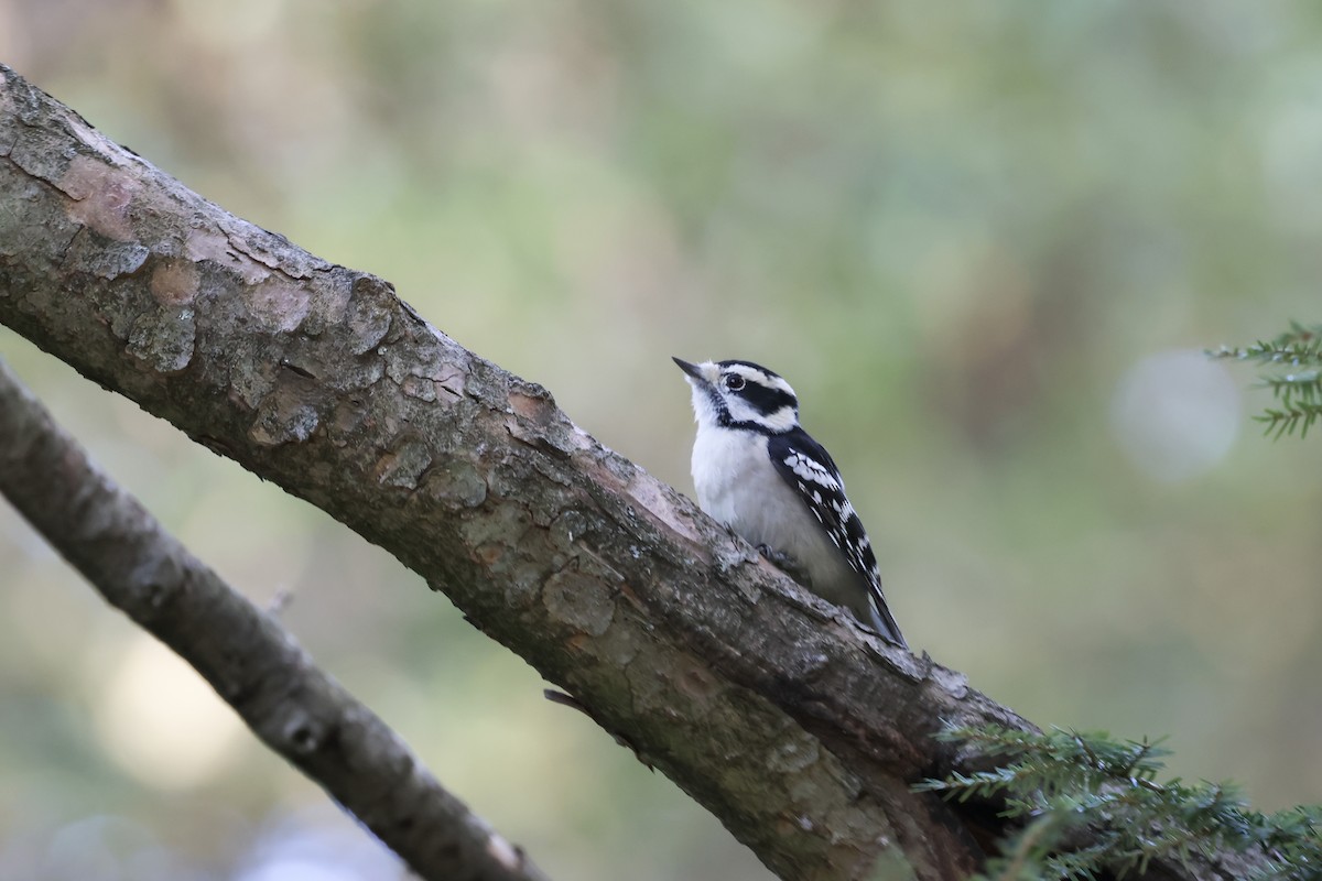 Downy Woodpecker - ML624571787