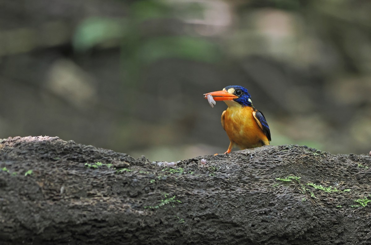 Moluccan Dwarf-Kingfisher (North Moluccan) - ML624571791