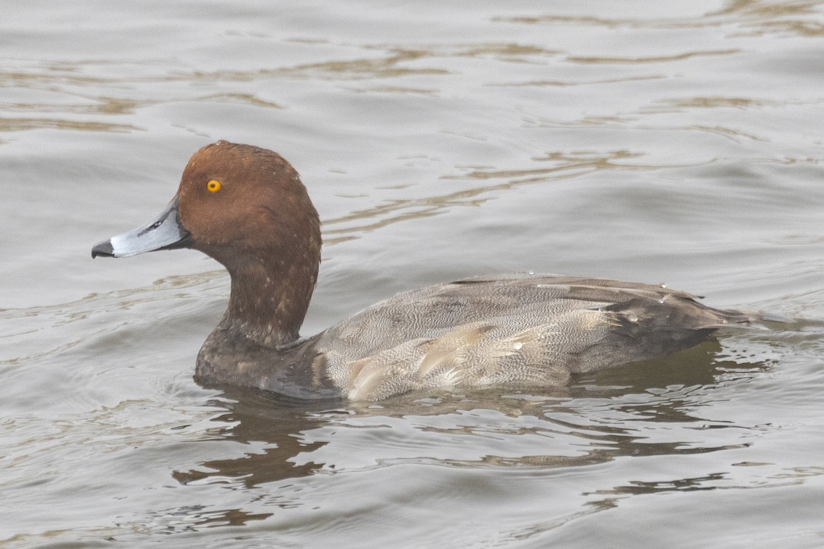 Redhead - Gary Clayton