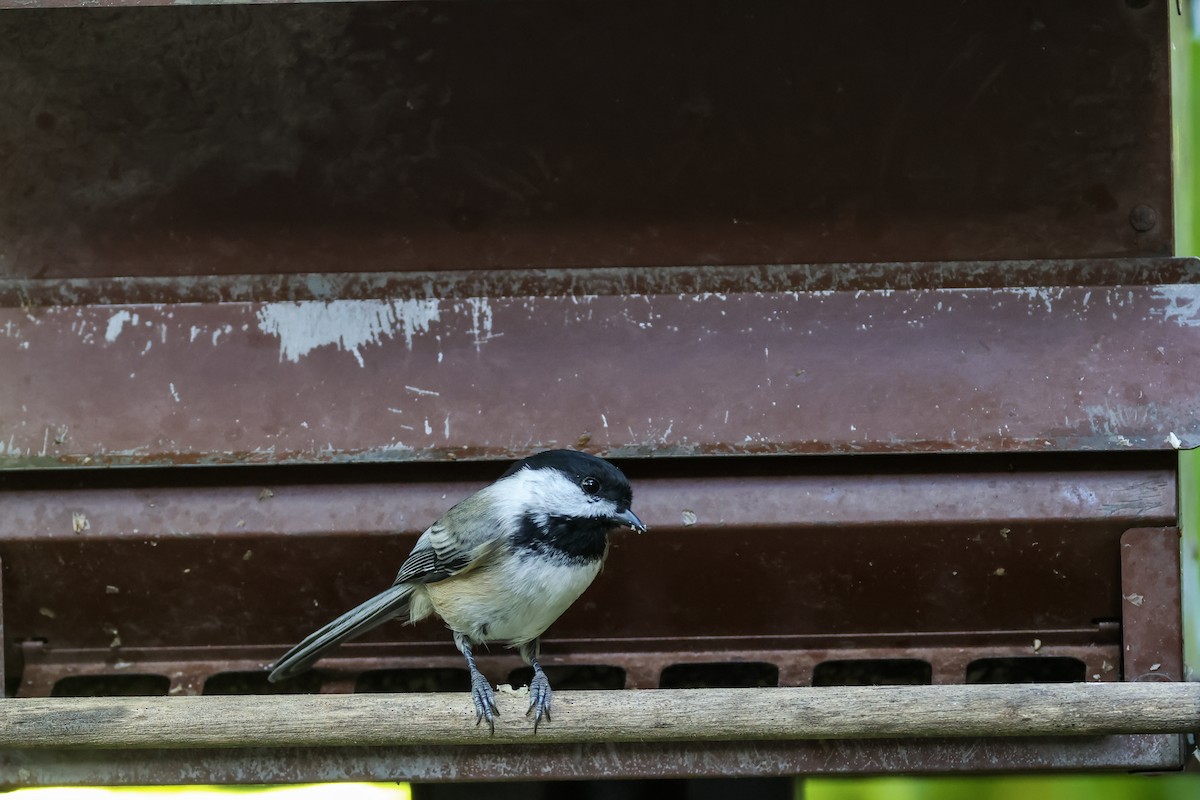 Black-capped Chickadee - ML624571805