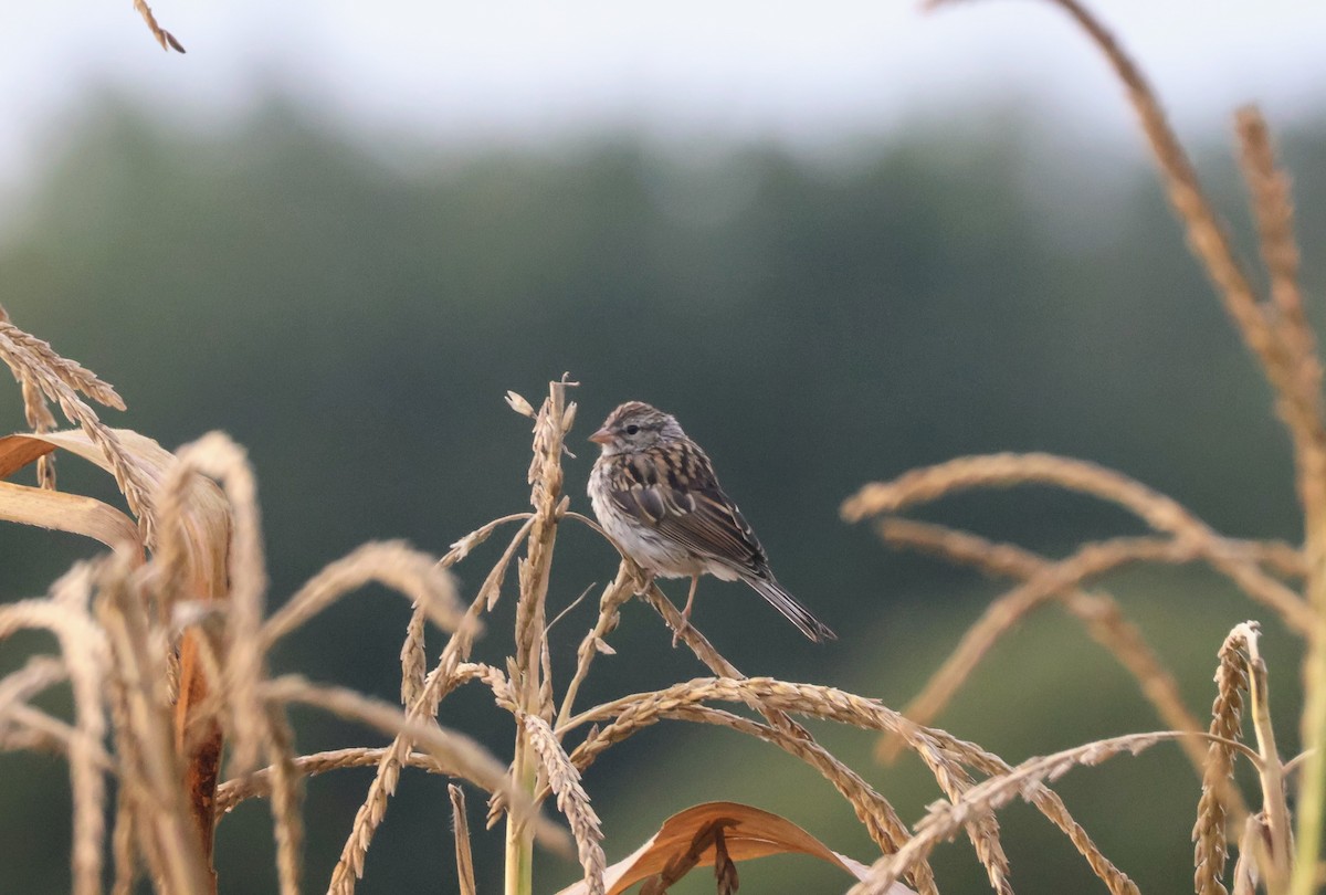 Chipping Sparrow - Mathias Bitter