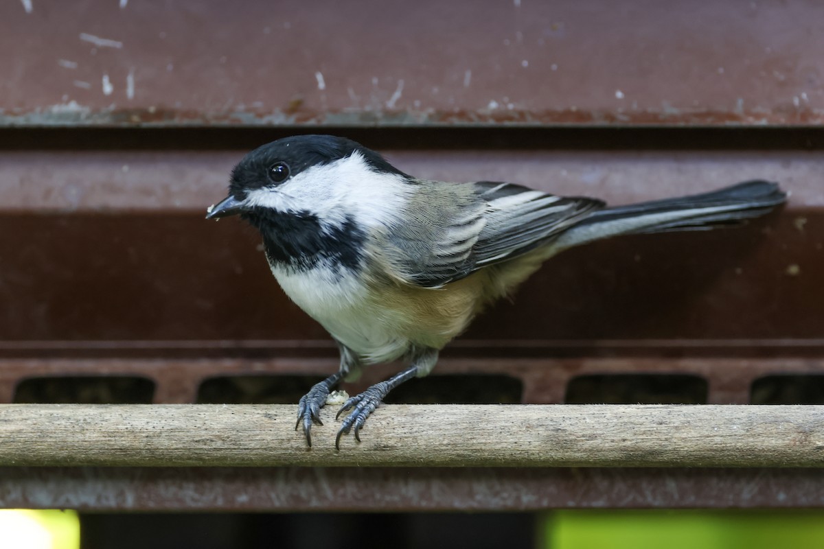 Black-capped Chickadee - ML624571808